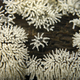 Image for article titled The Bizarre Collective Consciousness of Slime Mold